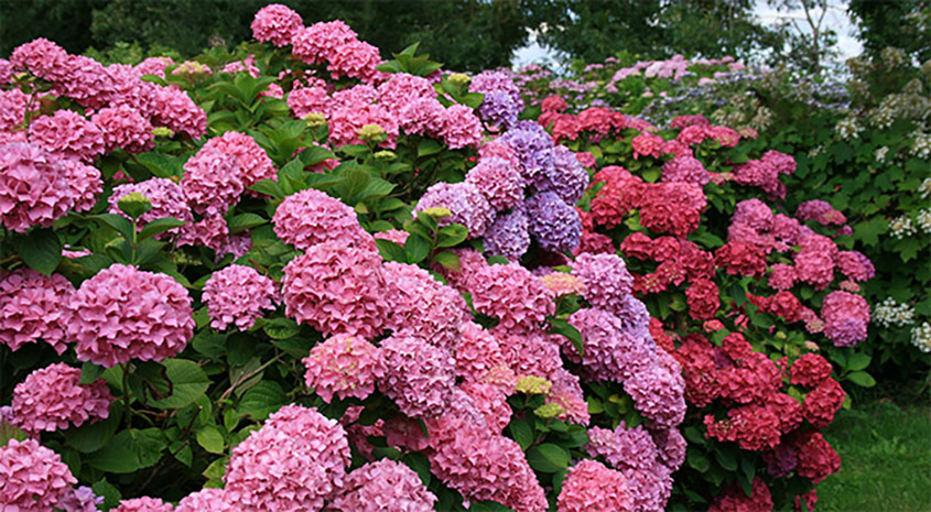 Hortensia Brule Par Le Soleil Que Faire